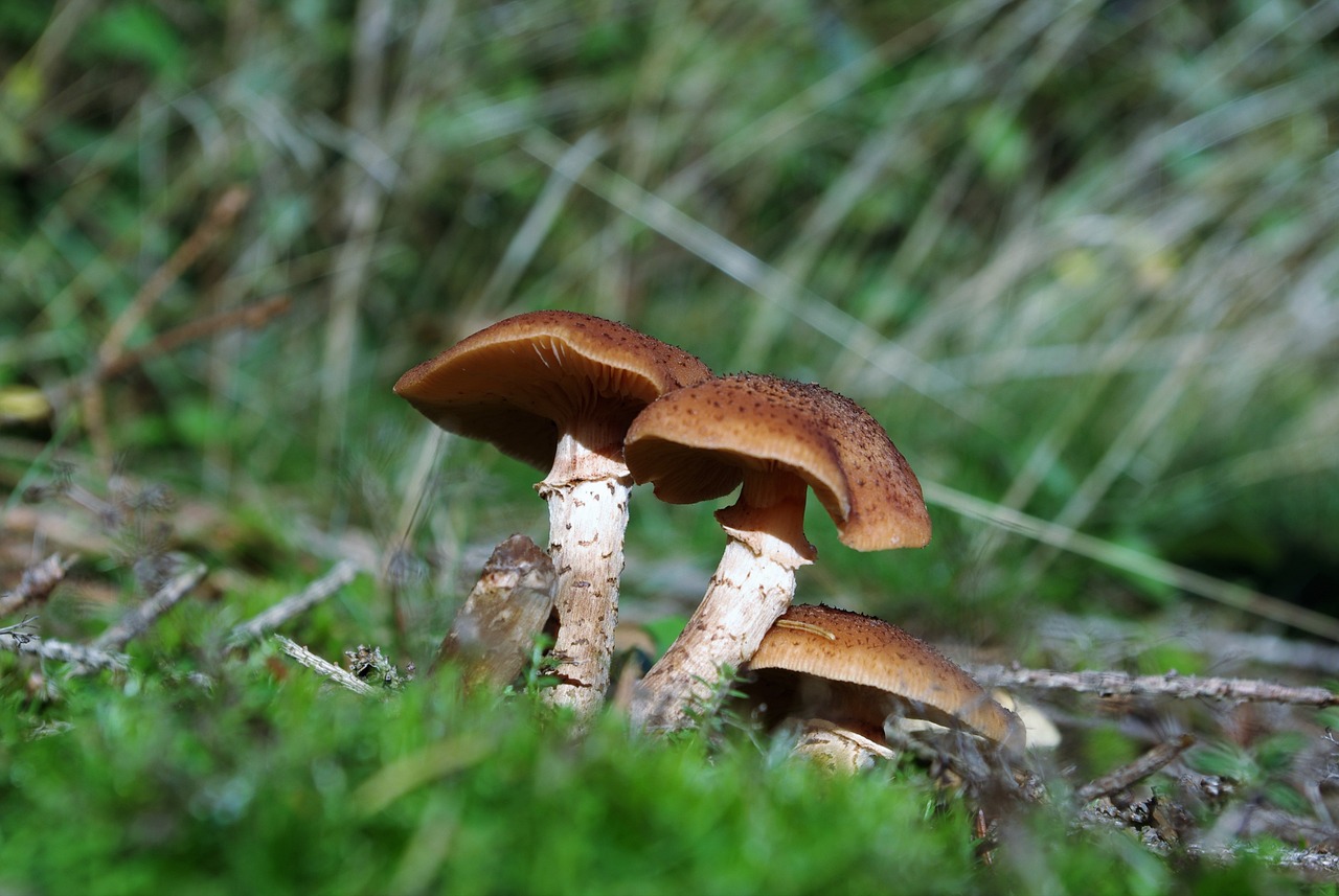 foto funghi